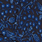 I662 BATIK NAVY